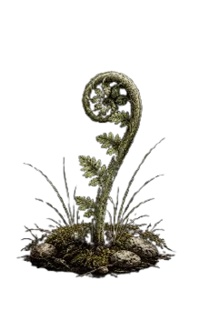 Botanical illustration of an unfurling fern fiddlehead